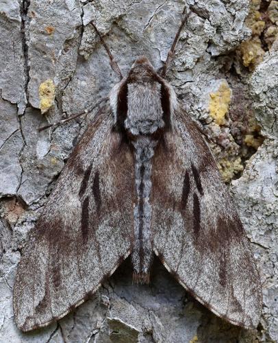 Réf. 345 473 : Sphinx sp.